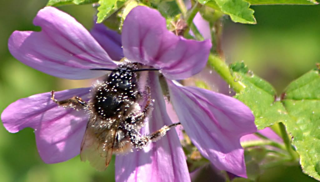 Bee.jpg