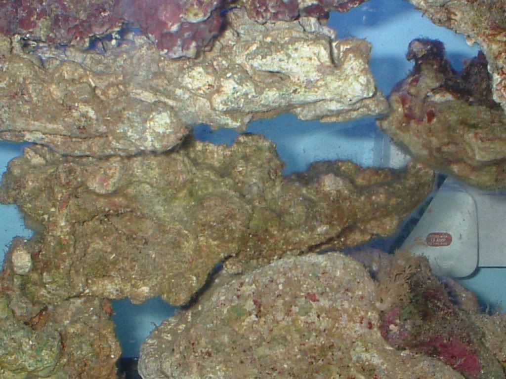 rockandcoral.jpg