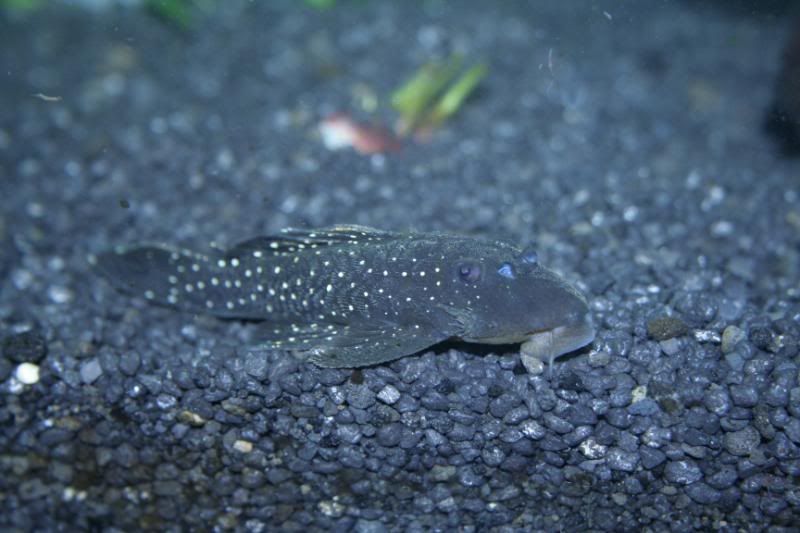 Plecs26.jpg