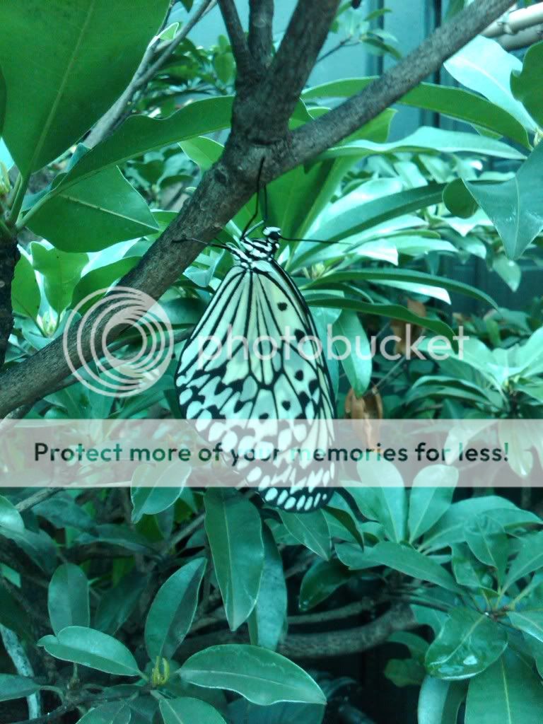 butterfly.jpg