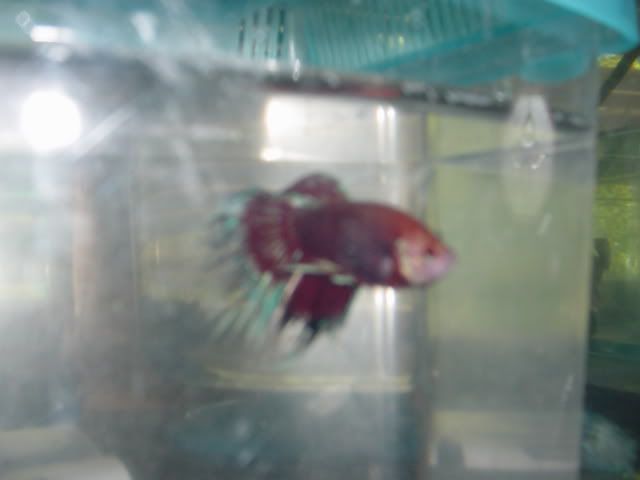 Fishyhomes020.jpg