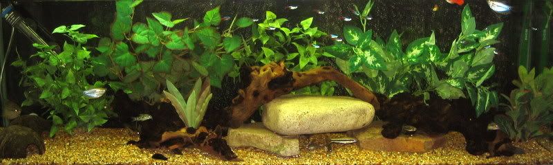 fishtankmay08002.jpg