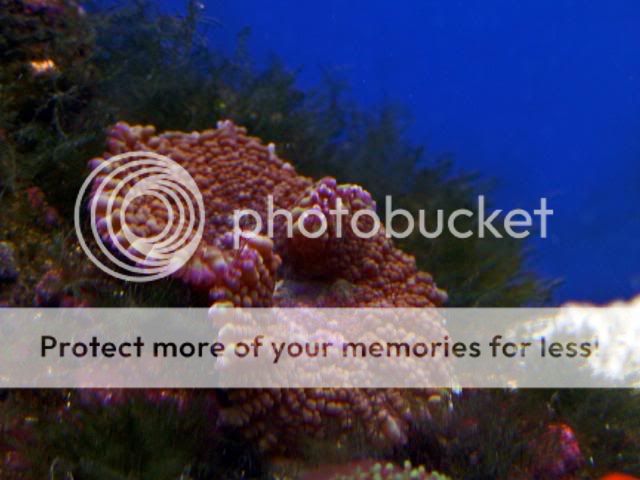 2009_0714Reef0091a.jpg