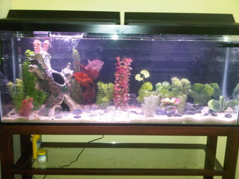 IMG-20101230-00025.jpg