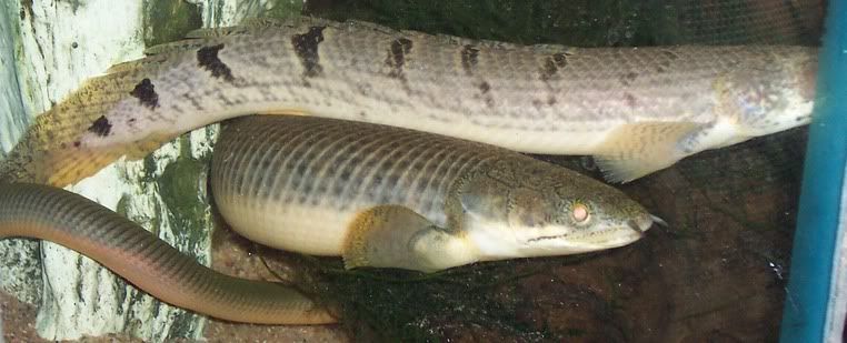 fish062.jpg