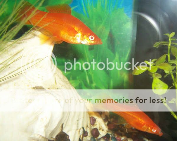 swordtails15.jpg