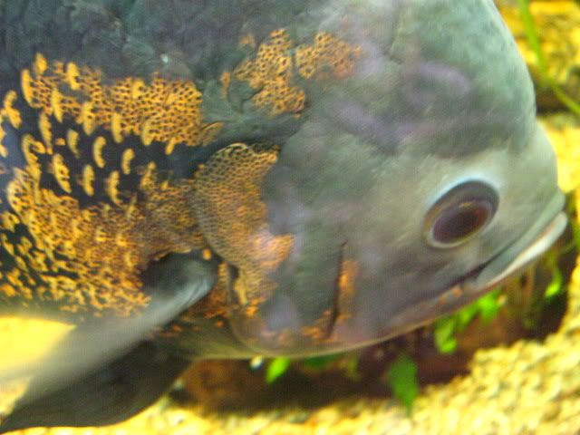 009-11.jpg
