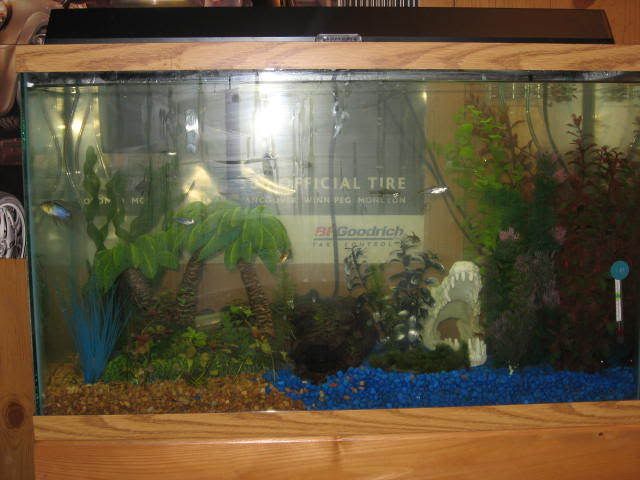 fish010.jpg