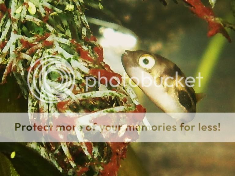 minipuffer135.jpg