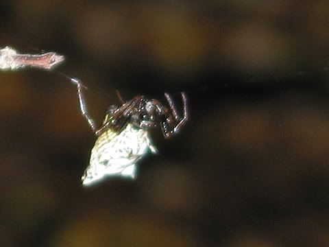 crabby2.jpg