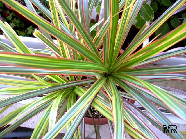 Dracaena-marginata-tricolor.jpg
