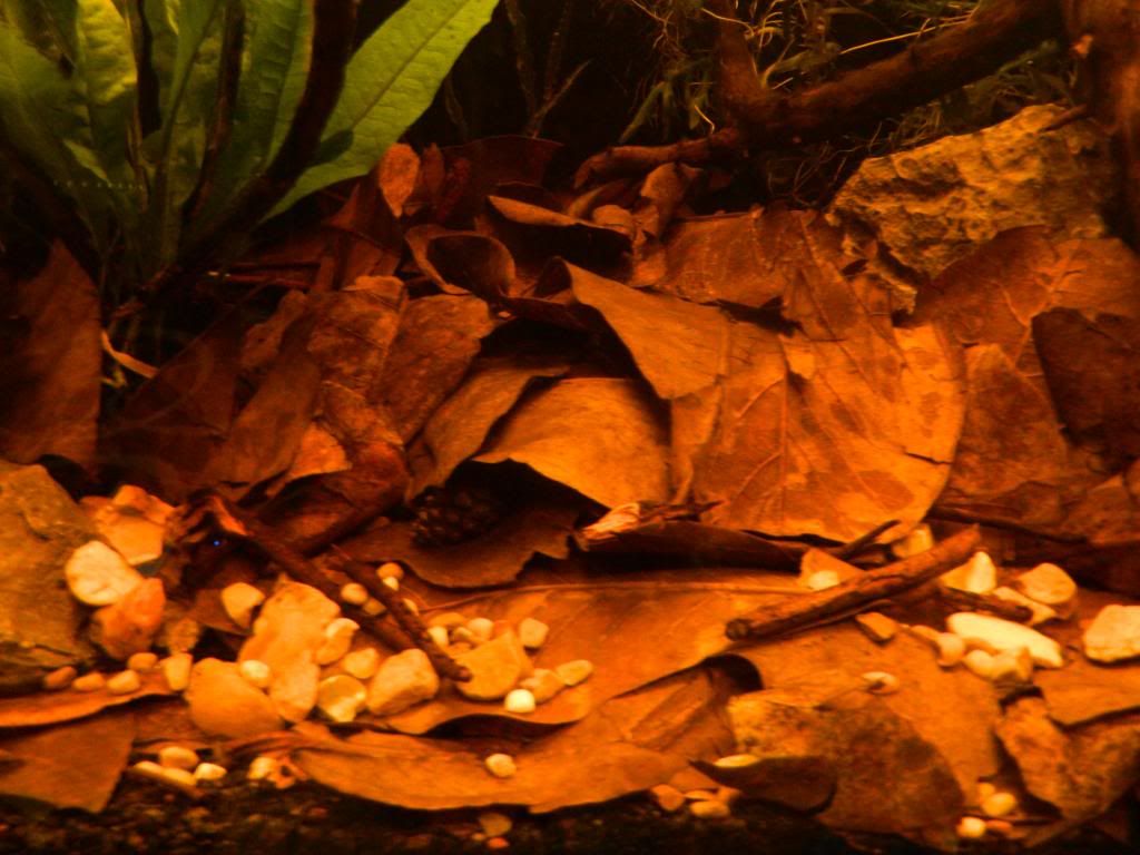 leaflitterpebblesandtwigs_zpsc389f67a.jpg