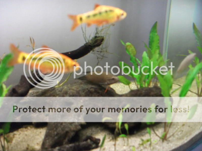 fishetc015.jpg