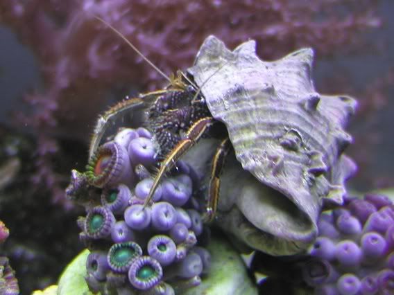 big_clibanarius2.jpg