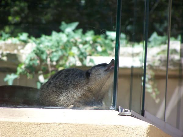 meerkat1.jpg