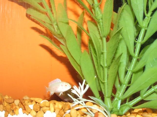 newfish009.jpg