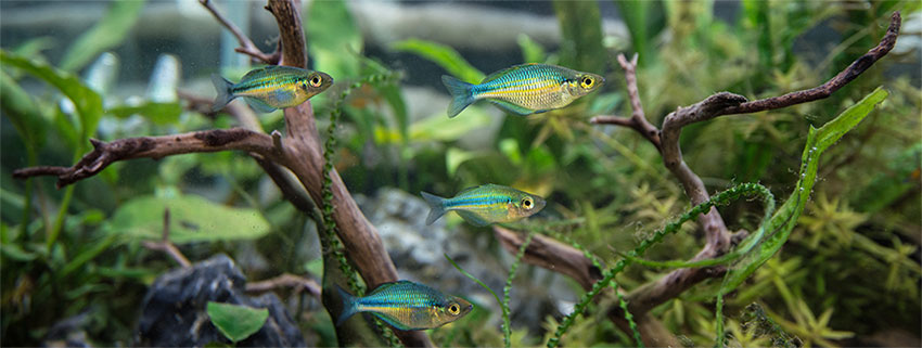 rainbow-fish.jpg