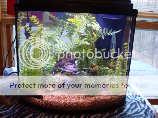 tropicalfish004.jpg