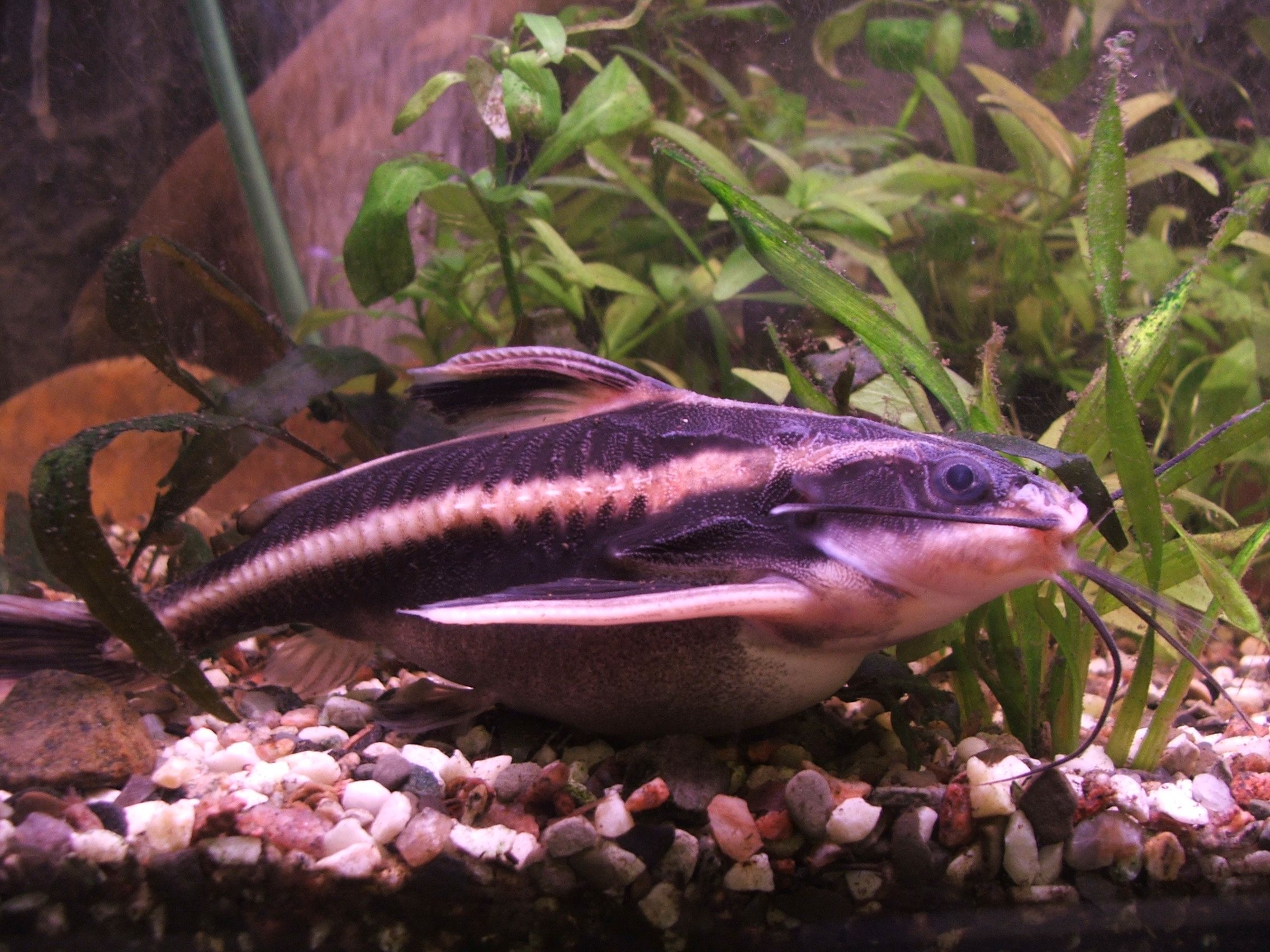 Platydoras_costatus_2_(Piotr_Kuczynski).jpg