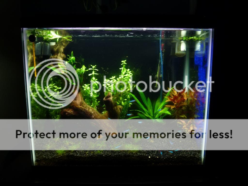 Acuario024_zpscce992d0.jpg