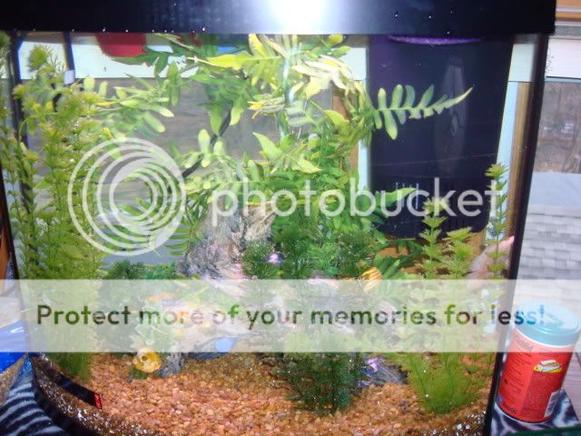 tropicalfish007.jpg