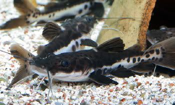 hybridredtail.jpg