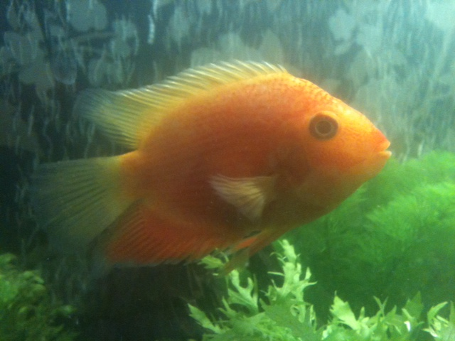 RedspottedSeverum.png