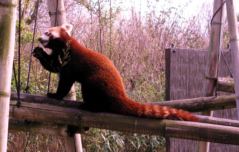 RedPanda.jpg