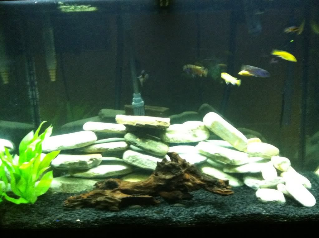 babycichlids001.jpg