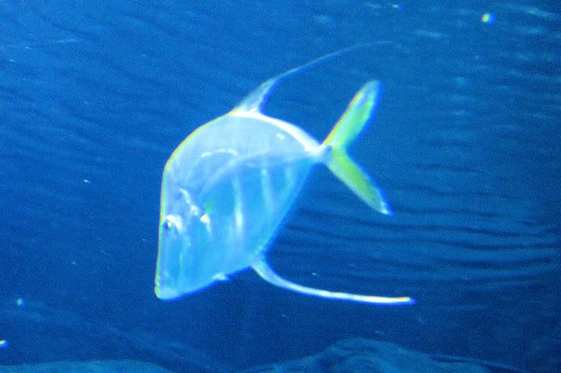 LargeAquarium11.jpg