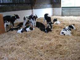 Veal-calves.jpg