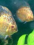 4discus.jpg