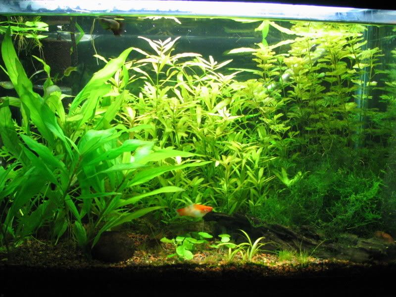 newfish087.jpg
