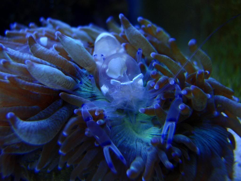 shrimp.jpg