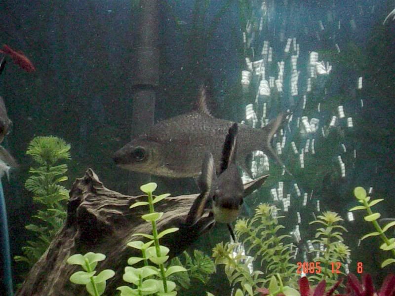 Fishtank-12-08-05-07.jpg