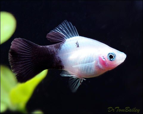 platy_bw_100513a2_w0480_zpsfa6d91f5.jpg