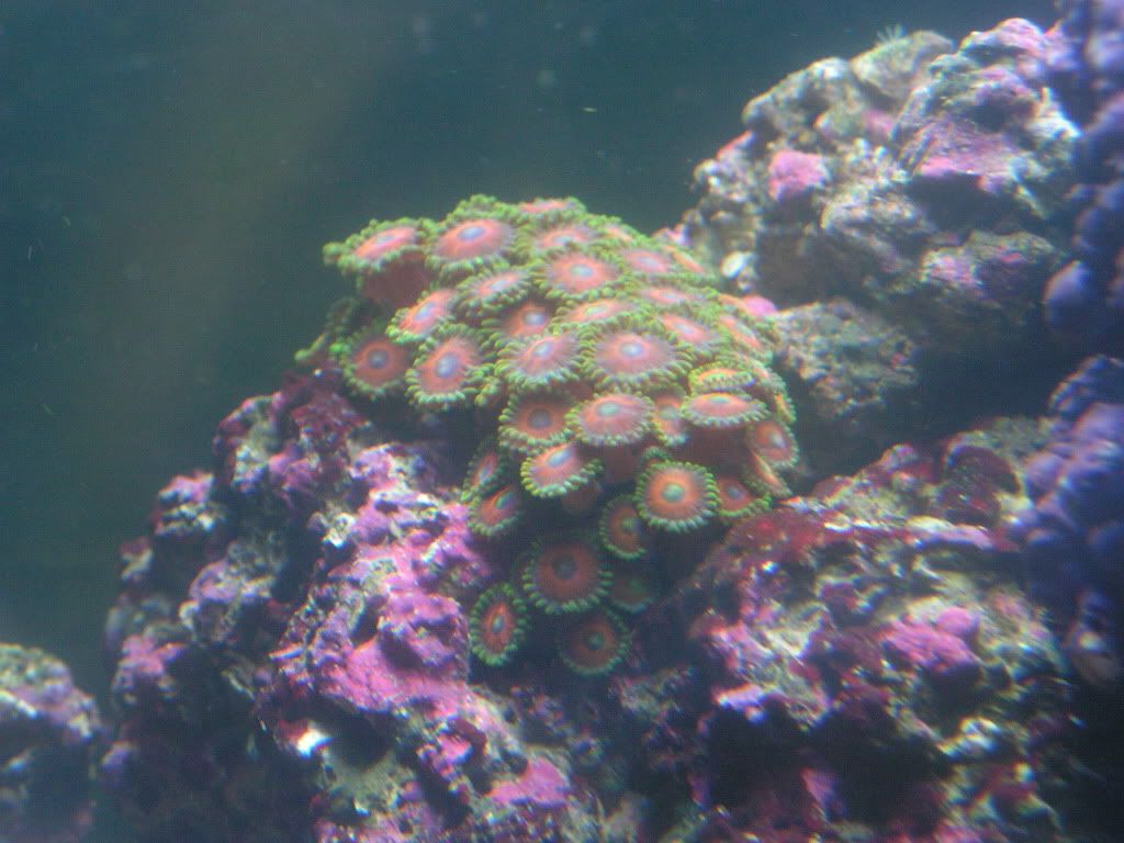 PICT1335.jpg