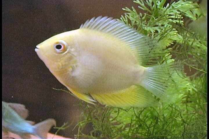 severum3.jpg