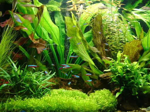 tetrashoal2.jpg