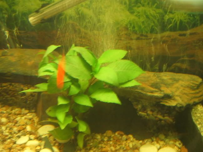 betterfishpics019.jpg