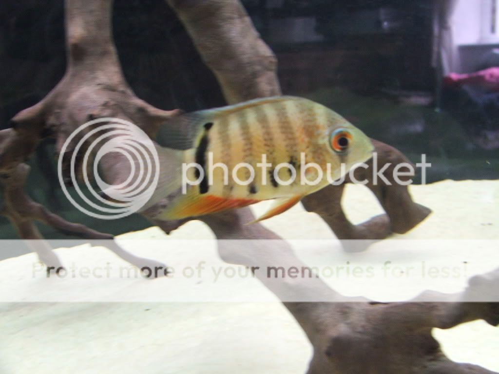 DSCF9016.jpg