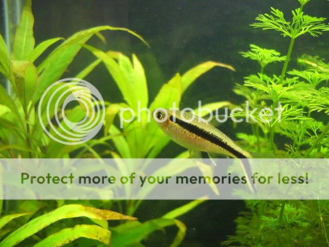DSCF0050.jpg