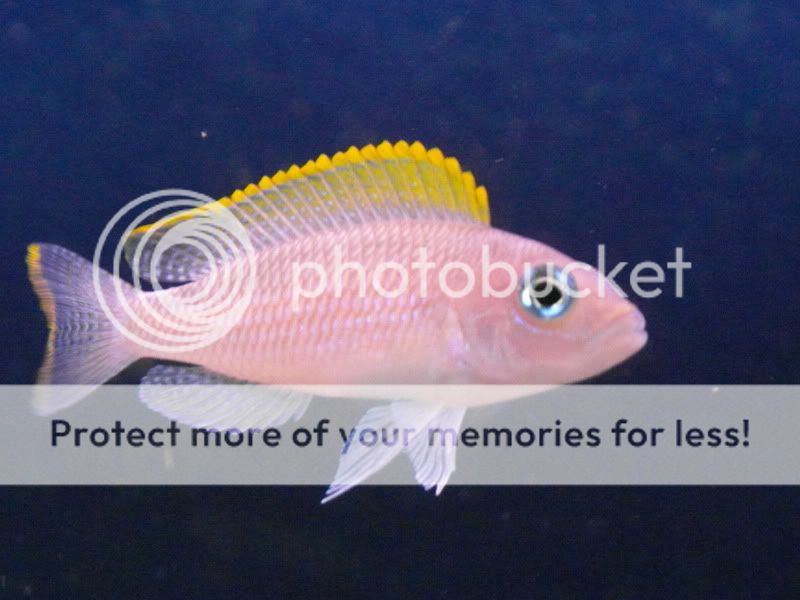 SAM_2792_zps27b5bee8.jpg