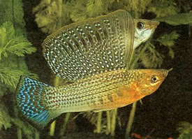 Poecilia_velifera3.jpg