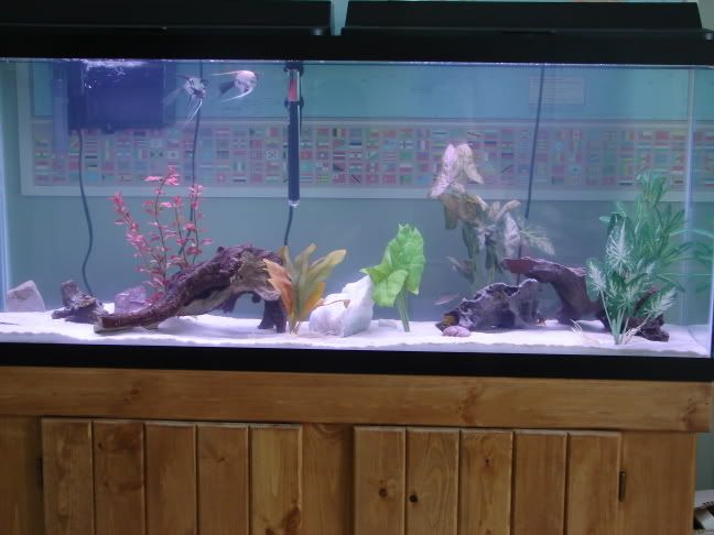 fishtankpics007.jpg