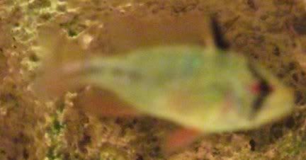Dscf0605.jpg