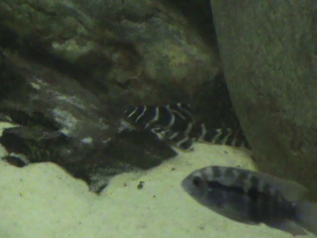 DSC00096.jpg