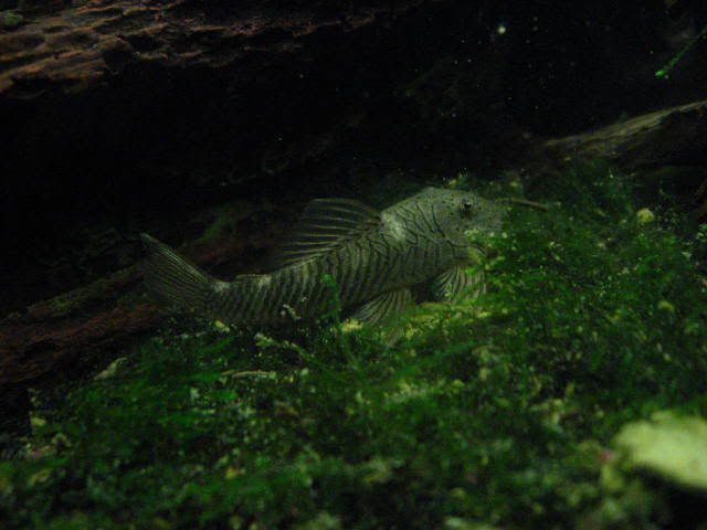 fish087.jpg