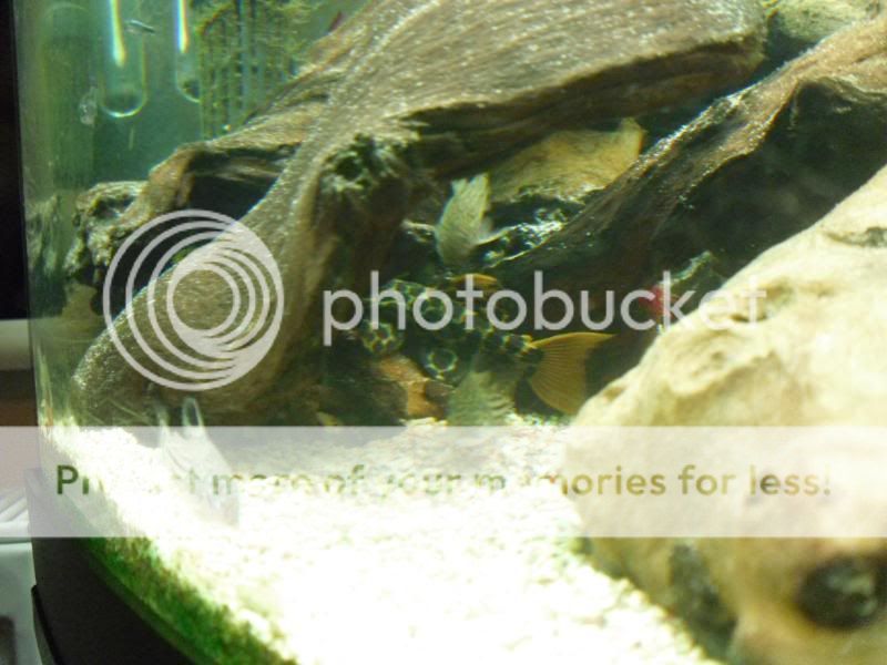 fishtwo023-1.jpg