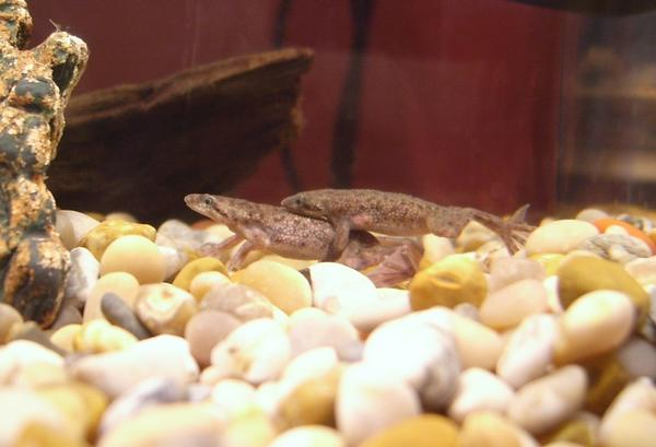 01_amplexus.png